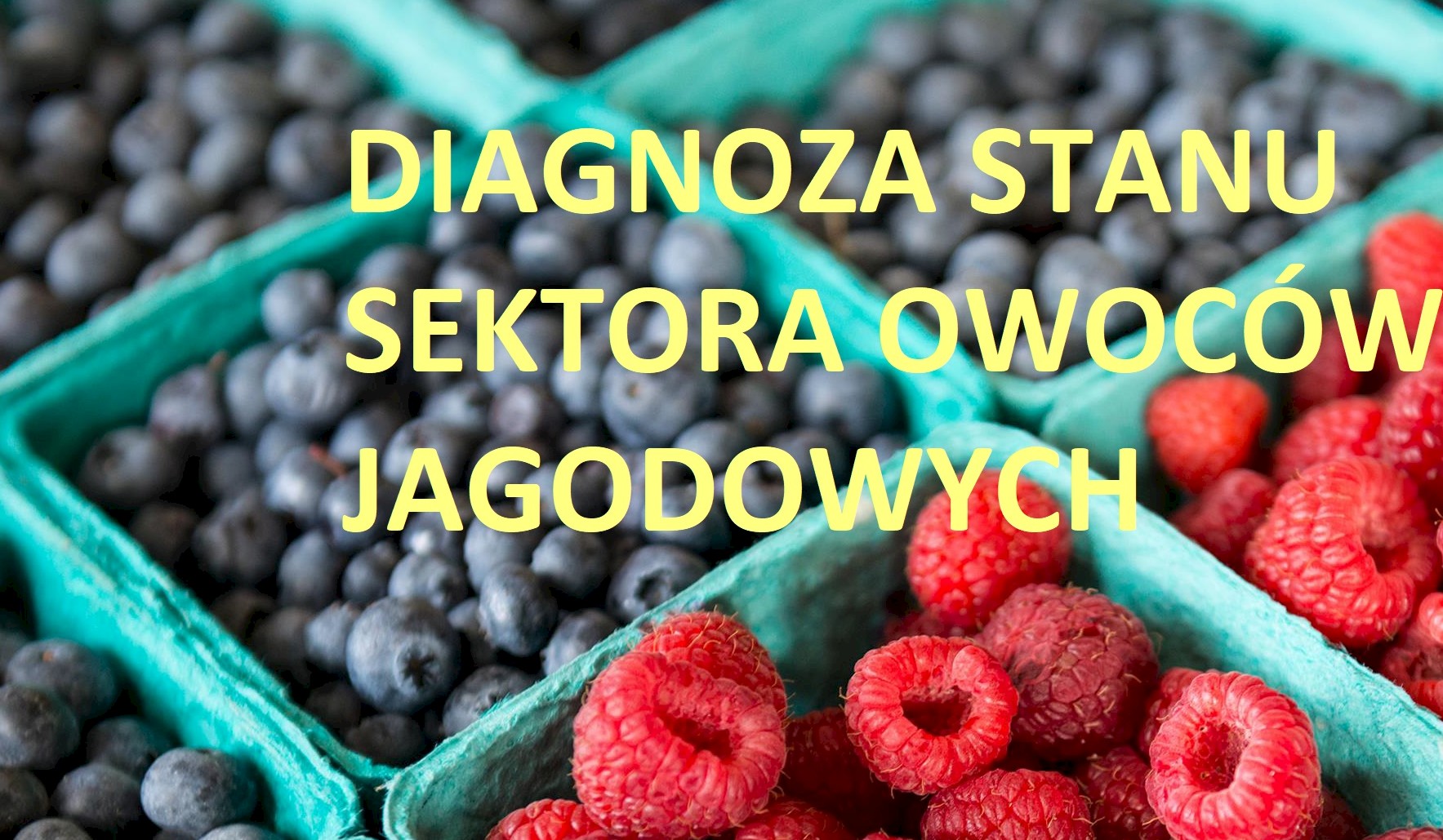 Diagnoza stanu sektora owoców jagodowych